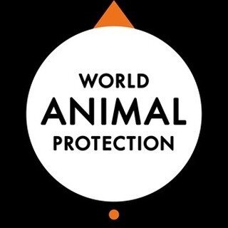 world animal 291897530_1040820123240177_6520399173611462788_n
